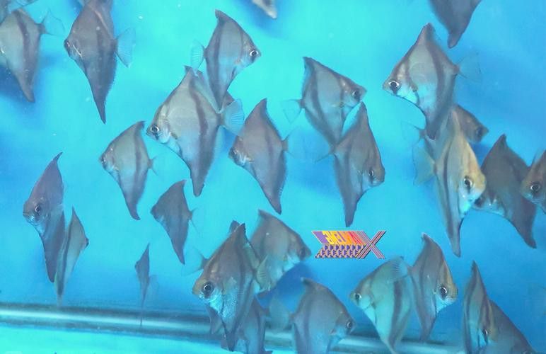 蝙蝠鯧魚和龍魚混養(yǎng)嗎圖片