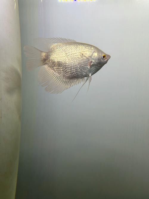 蝙蝠鯧魚和龍魚混養(yǎng)嗎圖片