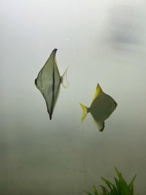 蝙蝠鯧魚和龍魚混養(yǎng)嗎圖片