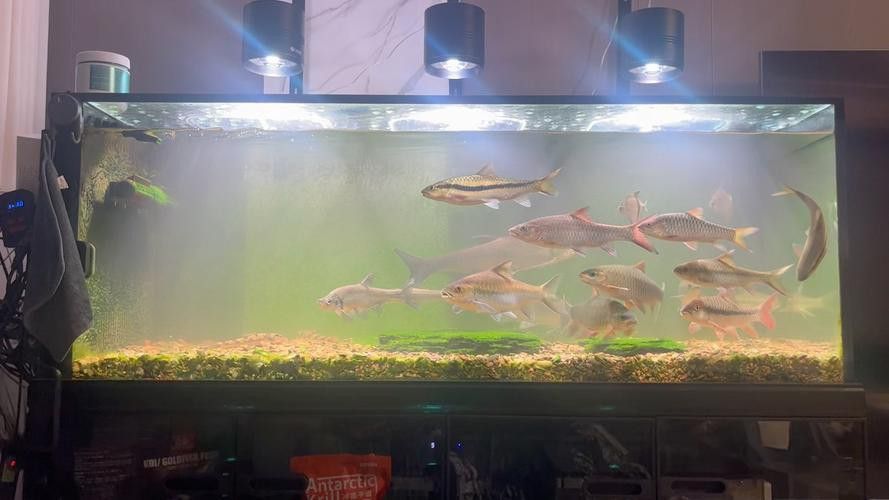 蝙蝠鯧魚和龍魚混養(yǎng)嗎圖片