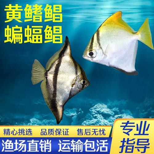 蝙蝠鯧魚和龍魚混養(yǎng)嗎圖片