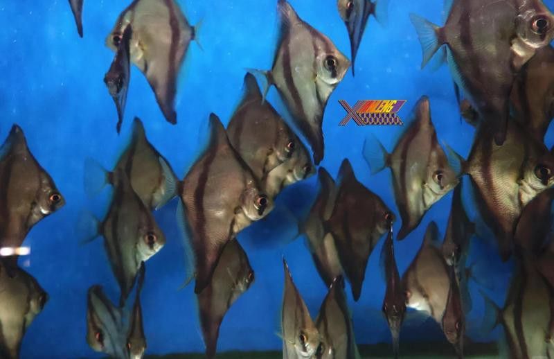 蝙蝠鯧魚和龍魚混養(yǎng)嗎圖片