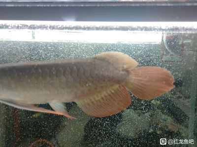 純種金龍魚和雜交金龍魚的區(qū)別：雜交紅龍魚與純血紅龍魚的區(qū)別