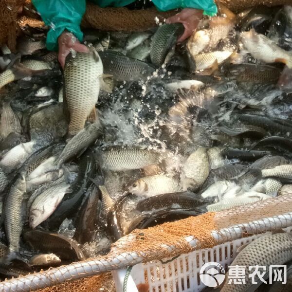 楚雄彝族自治州龍魚市場在哪里呀多少錢