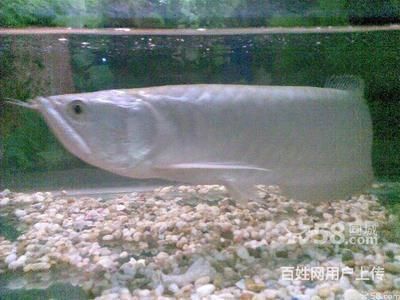 家養銀龍魚好嗎（養銀龍魚的風水學）