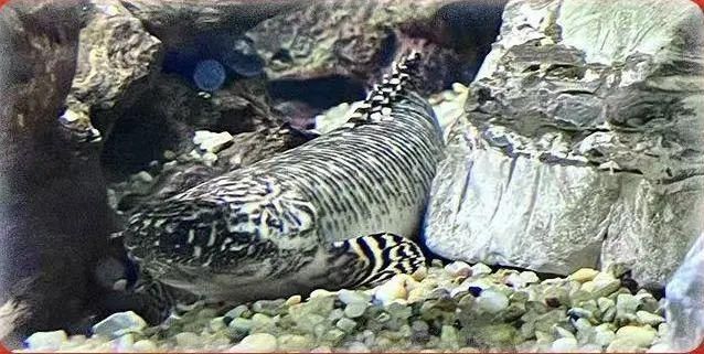 虎斑恐龍魚水溫波動影響，虎斑恐龍魚對水溫的要求較高，如何監測魚缸水溫變化