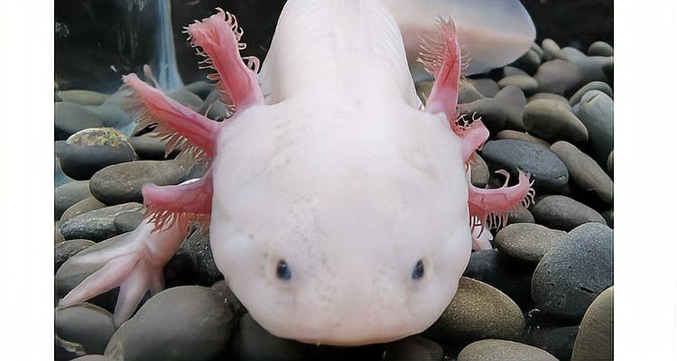 六角恐龍魚咬不咬人
