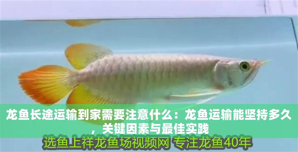 龍魚長途運(yùn)輸?shù)郊倚枰⒁馐裁矗糊堲~運(yùn)輸能堅(jiān)持多久，關(guān)鍵因素與最佳實(shí)踐