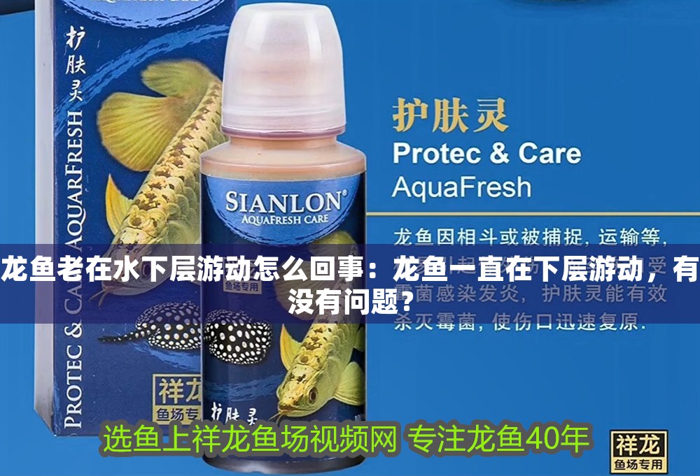 龍魚老在水下層游動怎么回事：龍魚一直在下層游動，有沒有問題？
