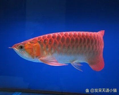 龍魚一只眼睛掉眼怎么辦