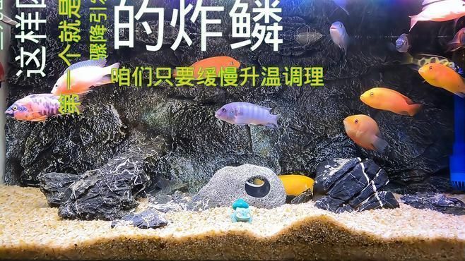 如何判斷魚炸鱗的嚴重程度？