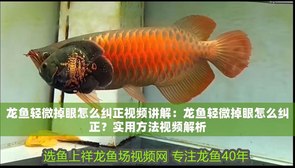 龍魚輕微掉眼怎么糾正視頻講解：龍魚輕微掉眼怎么糾正？實用方法視頻解析