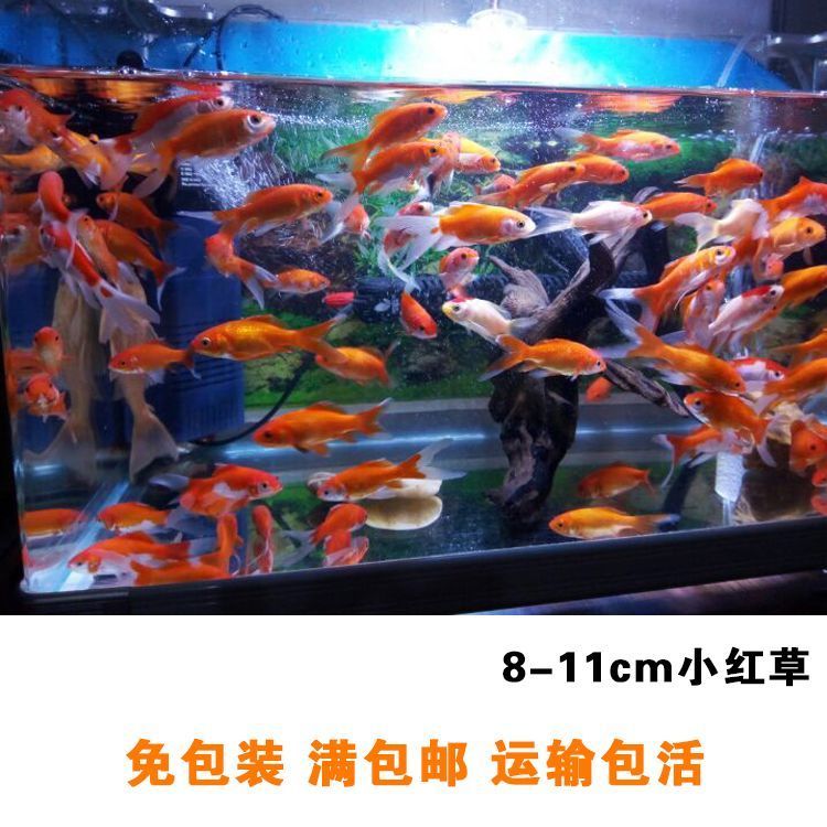 龍魚和什么魚養比較好看：龍魚和什么魚養比較好