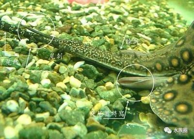 黑金魟魚繁殖周期管理，