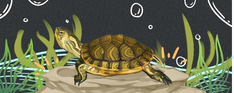 黑金魟魚繁殖周期管理，