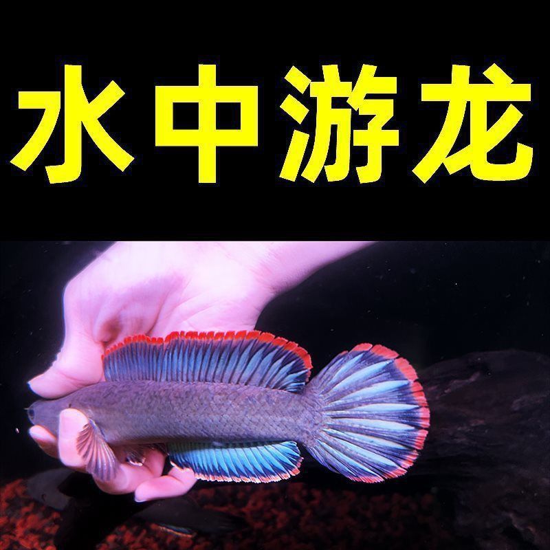 雷龍魚在哪里進貨