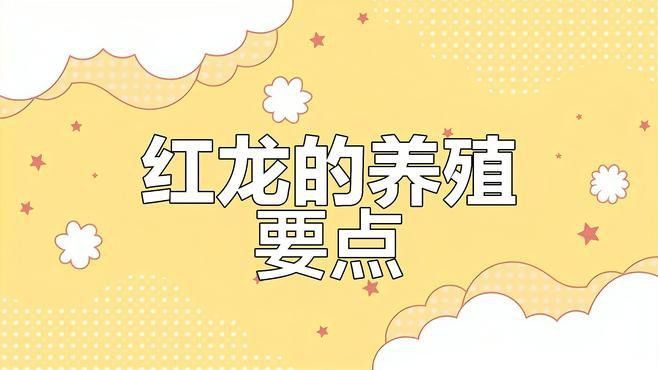 印尼大湖紅龍魚幼魚怎么養殖