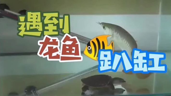 龍魚剛回來趴缸了怎么處理：剛買回來的龍魚趴缸，如何處理，龍魚趴缸的處理方法