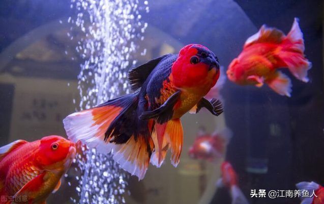 龍魚剛回來趴缸了怎么處理：剛買回來的龍魚趴缸，如何處理，龍魚趴缸的處理方法