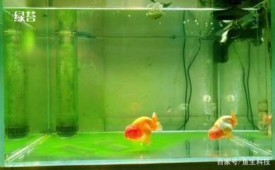 龍魚之家魚缸養(yǎng)什么魚最好：龍魚混養(yǎng)水質(zhì)管理方法