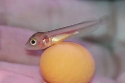 小龍魚的喂食量是固定不變的嗎？：小龍魚的喂食量應該根據其大小和當時的食欲決定