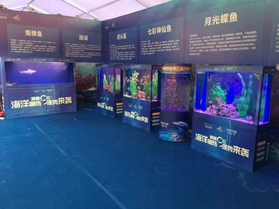 紅龍魚怎么養方法介紹視頻講解一下圖片（紅龍魚怎么養方法介紹視頻講解一下圖片大全）