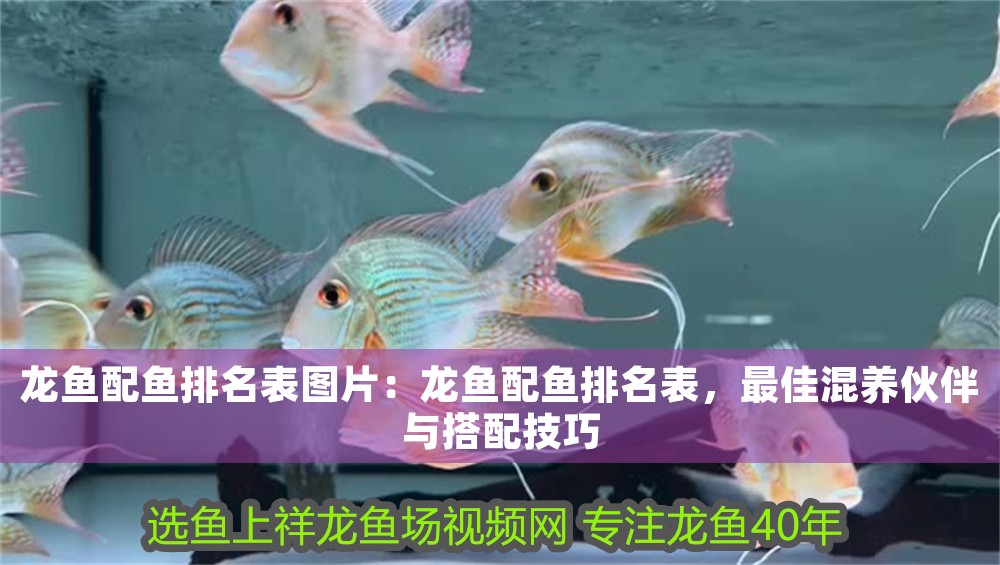 龍魚配魚排名表圖片：龍魚配魚排名表，最佳混養伙伴與搭配技巧