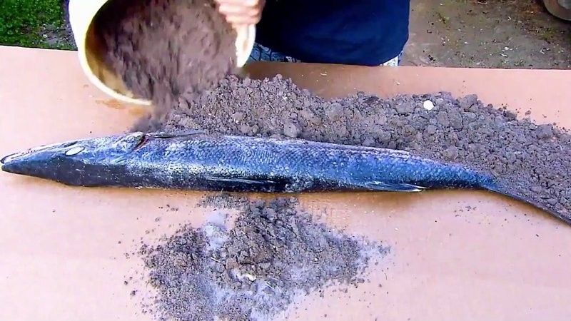 雷龍魚死亡后如何處理遺體？