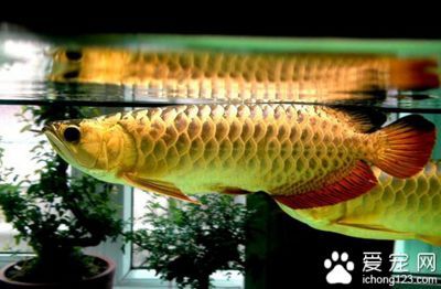 金龍魚可以養(yǎng)嗎（如何判斷金龍魚健康狀態(tài)）