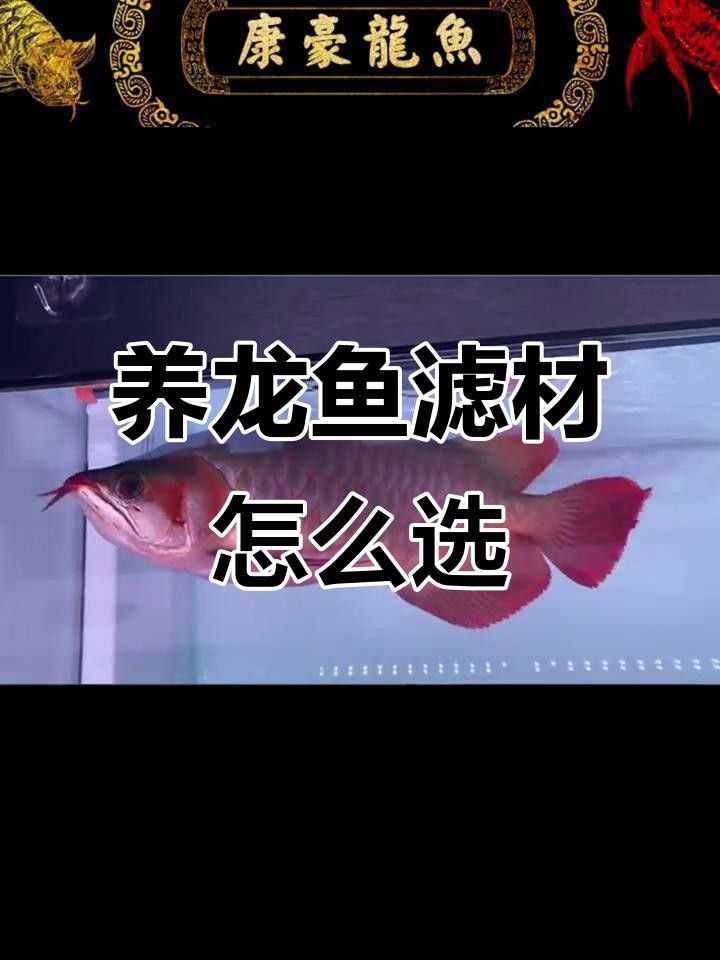金龍魚飼養(yǎng)中哪些濾材是必需的？
