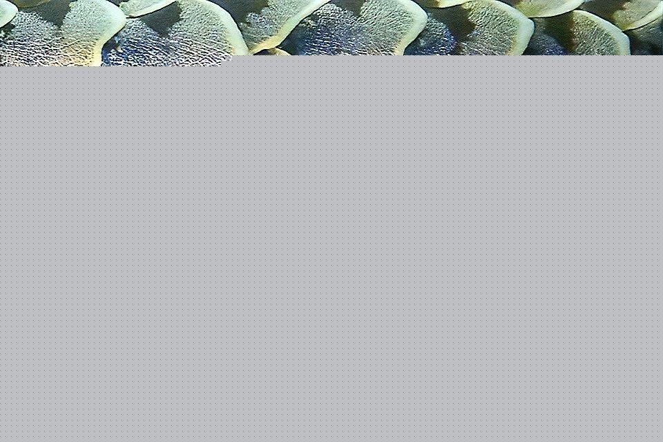 龍魚鱗片有洞是什么病