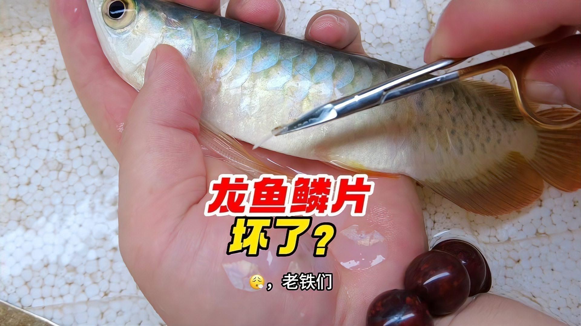 龍魚鱗片有洞是什么病