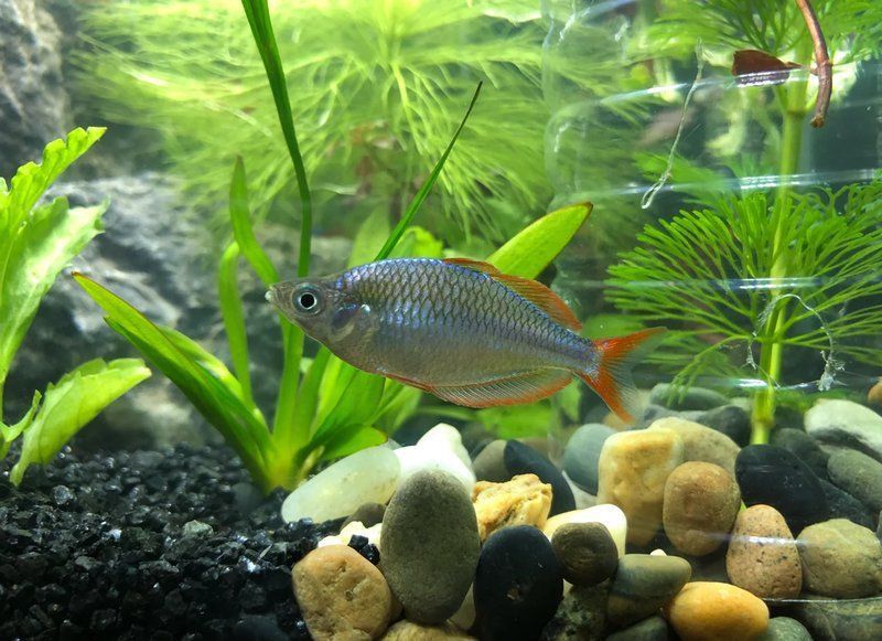 藍(lán)月光魚多少元一只