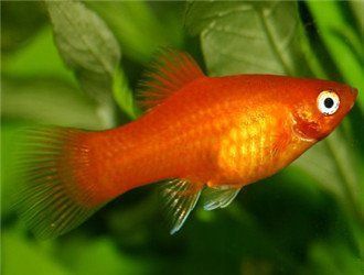 藍(lán)月光魚多少元一只