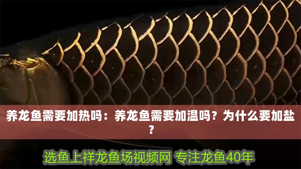 養龍魚需要加熱嗎：養龍魚需要加溫嗎？為什么要加鹽？