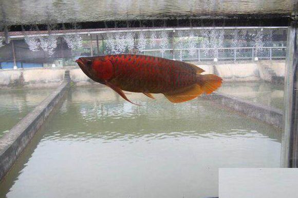 夢(mèng)吉爾紅龍魚(yú)（夢(mèng)吉爾紅龍魚(yú)市場(chǎng)價(jià)格趨勢(shì)）