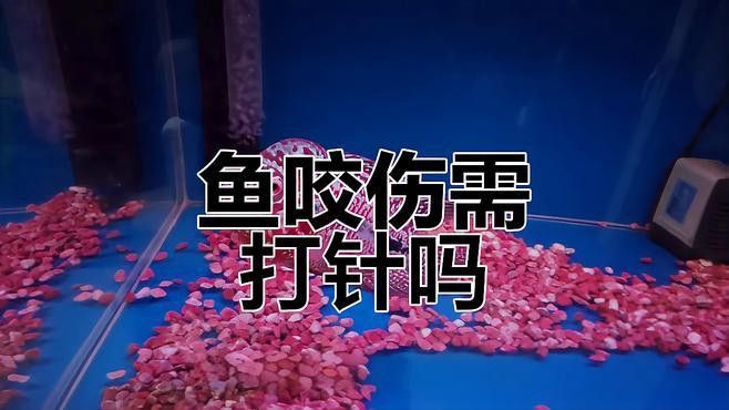 被龍魚咬傷需要就醫嗎？