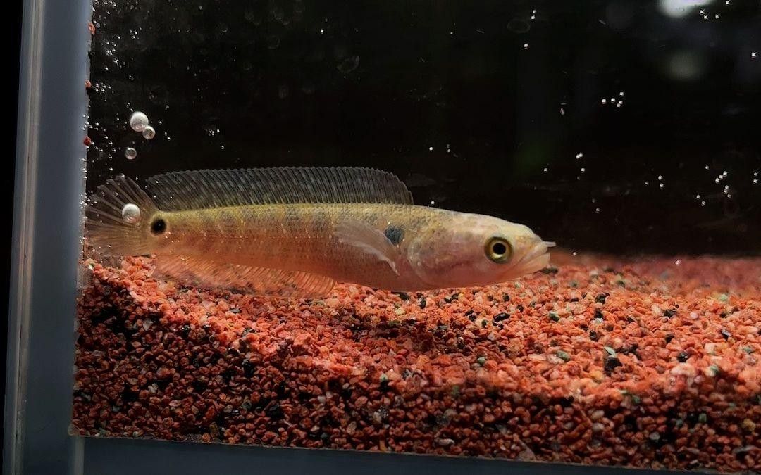 龍魚缸造景步驟