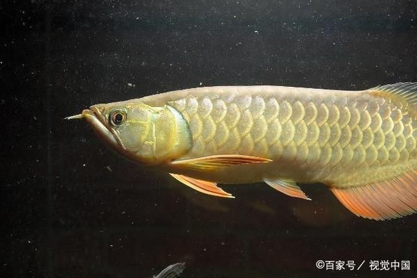 金龍魚喜歡什么樣的水質（金龍魚喜歡的水質條件）