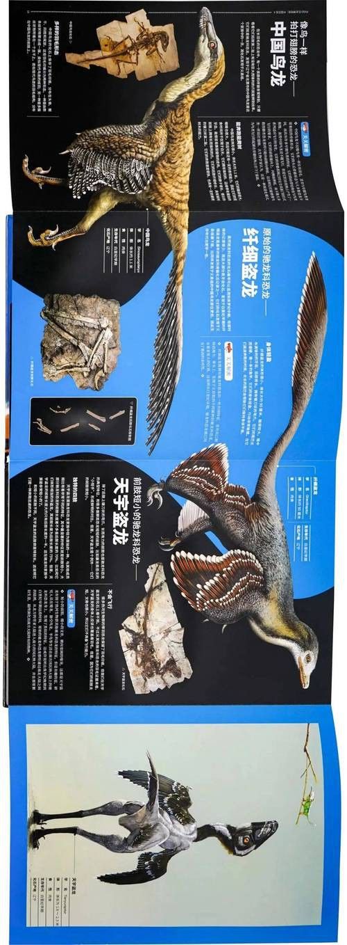恐龍魚哪個品種比較好看圖片