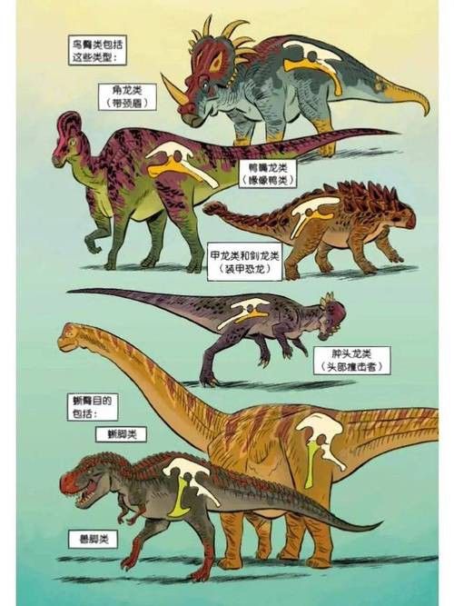 恐龍魚哪個品種比較好看圖片