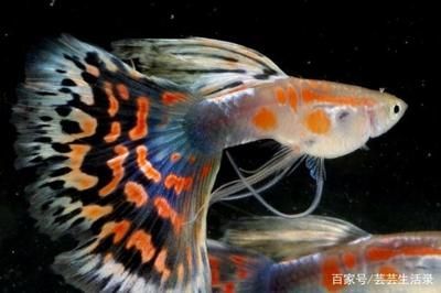 龍魚感冒（“龍魚感冒”不是傳統意義上的疾病名稱，可以有效預防和治療）