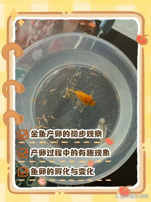 金龍魚孵化需要多久