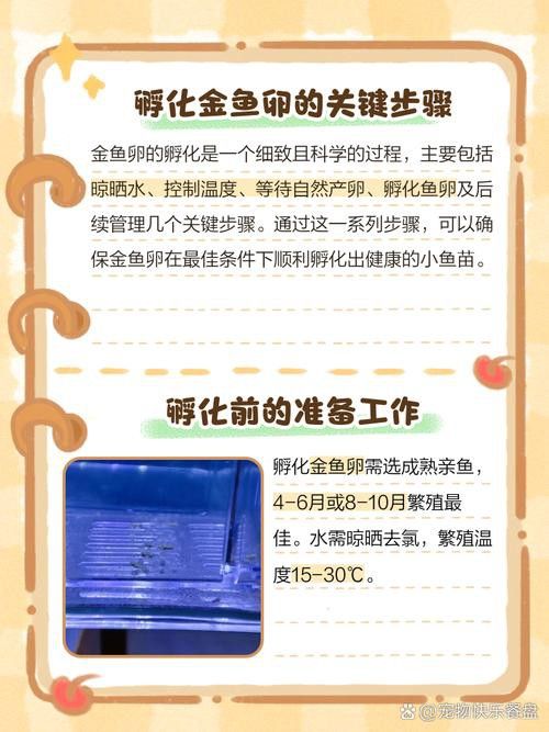 金龍魚孵化需要多久