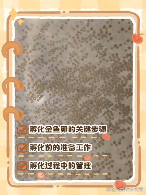 金龍魚孵化需要多久
