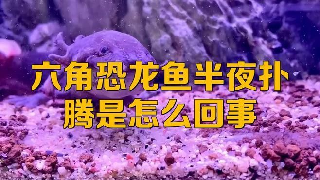 六角恐龍魚為什么半夜撲騰的叫