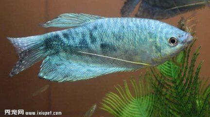 龍魚飼養方法和技巧圖解：龍魚的飼養方法和技巧圖解