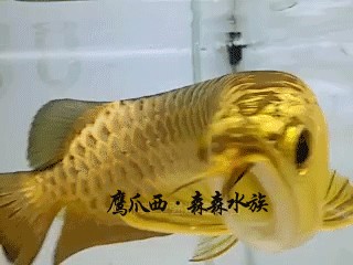 金龍魚不加氧能維持多久：金龍魚在不加氧的情況下能夠生存多久？