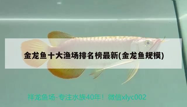 十大金龍魚排名榜（2024年十大金龍魚品牌2024年十大金龍魚品牌排名）