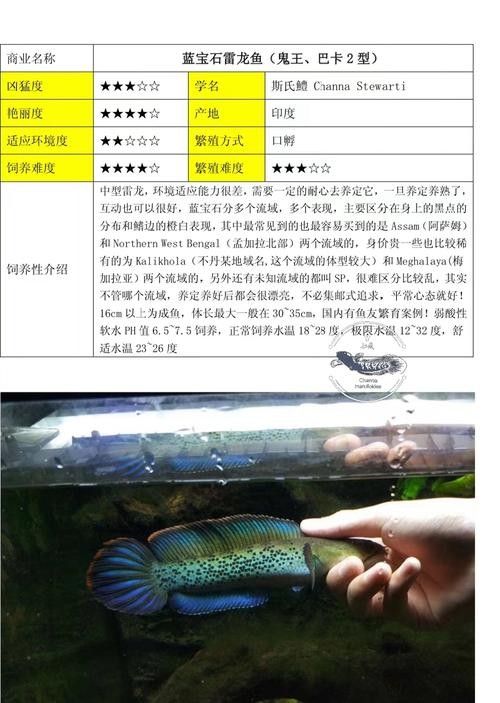 雷龍魚是烏魚嗎圖片欣賞